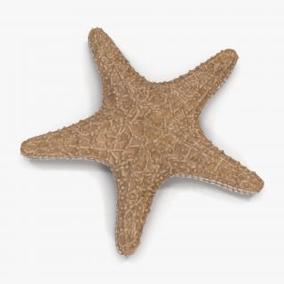 Starfish with Fur 3D