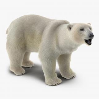 3D Polar Bear with Fur Rigged