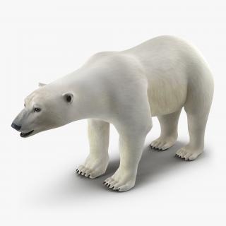 3D model Polar Bear