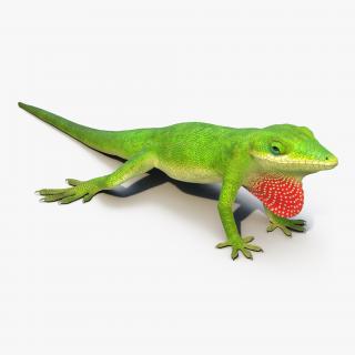 3D Carolina Anole Lizard