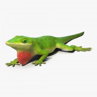 3D Carolina Anole Lizard Pose 3 model