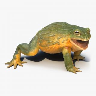 3D African Bullfrog Pose 2 model