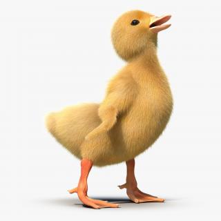 3D model Duckling Pose 4