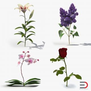 3D model Flowers Collection 2