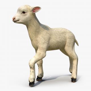 3D Lamb Pose 2