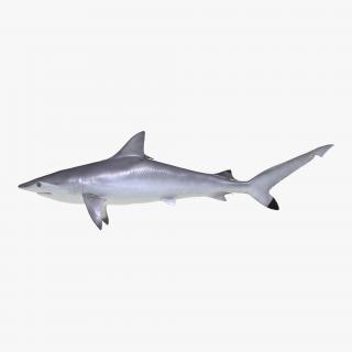 Spottail Shark 3D model