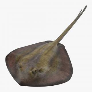 3D model Stingray