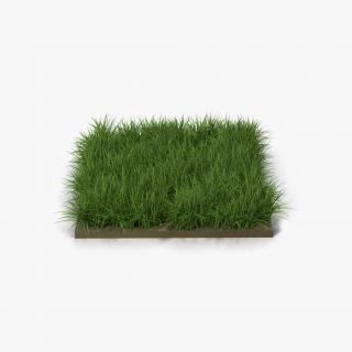 3D model Ryegrass