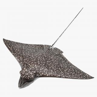 Eagle Ray 3D model