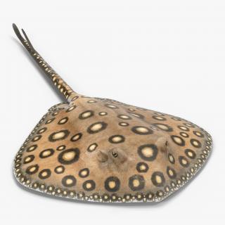 River Stingray 3D model