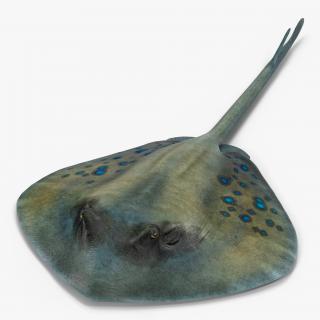 3D Spotted Stingray