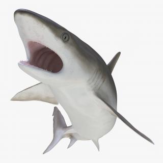 Blacknose Shark Rigged 3D