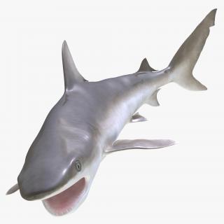 Blacknose Shark Pose 2 3D