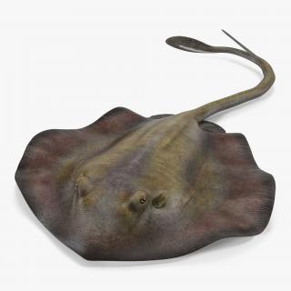 3D model Stingray Pose 3