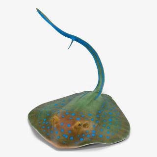 3D Blue Spotted Stingray Pose 2 model