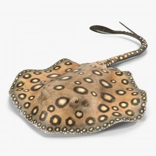 3D River Stingray Pose 3