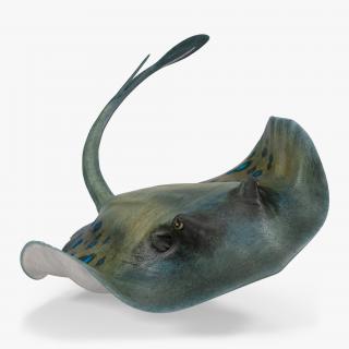 3D Spotted Stingray Rigged model