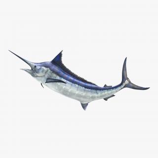 3D Blue Marlin Pose 2 model