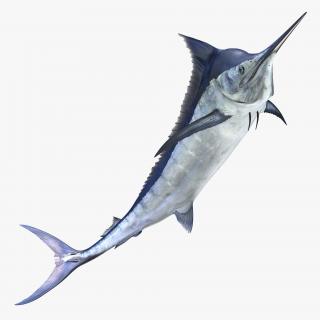 3D Blue Marlin Pose 3 model