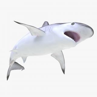 3D Spottail Shark Pose 2