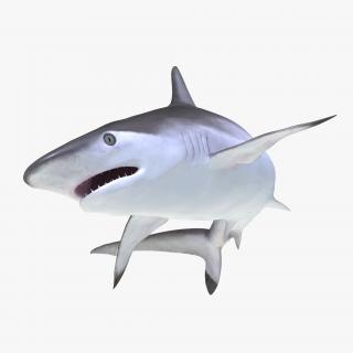 3D Spottail Shark Rigged