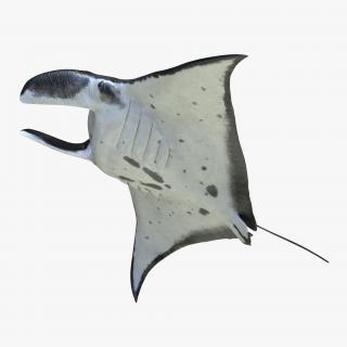 3D Manta Ray Pose 3