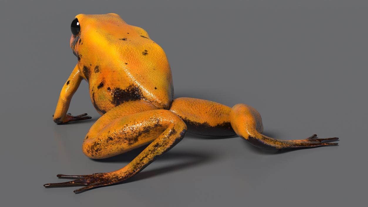 Crawling Poisonous Arrow Frog Orange Morph 3D