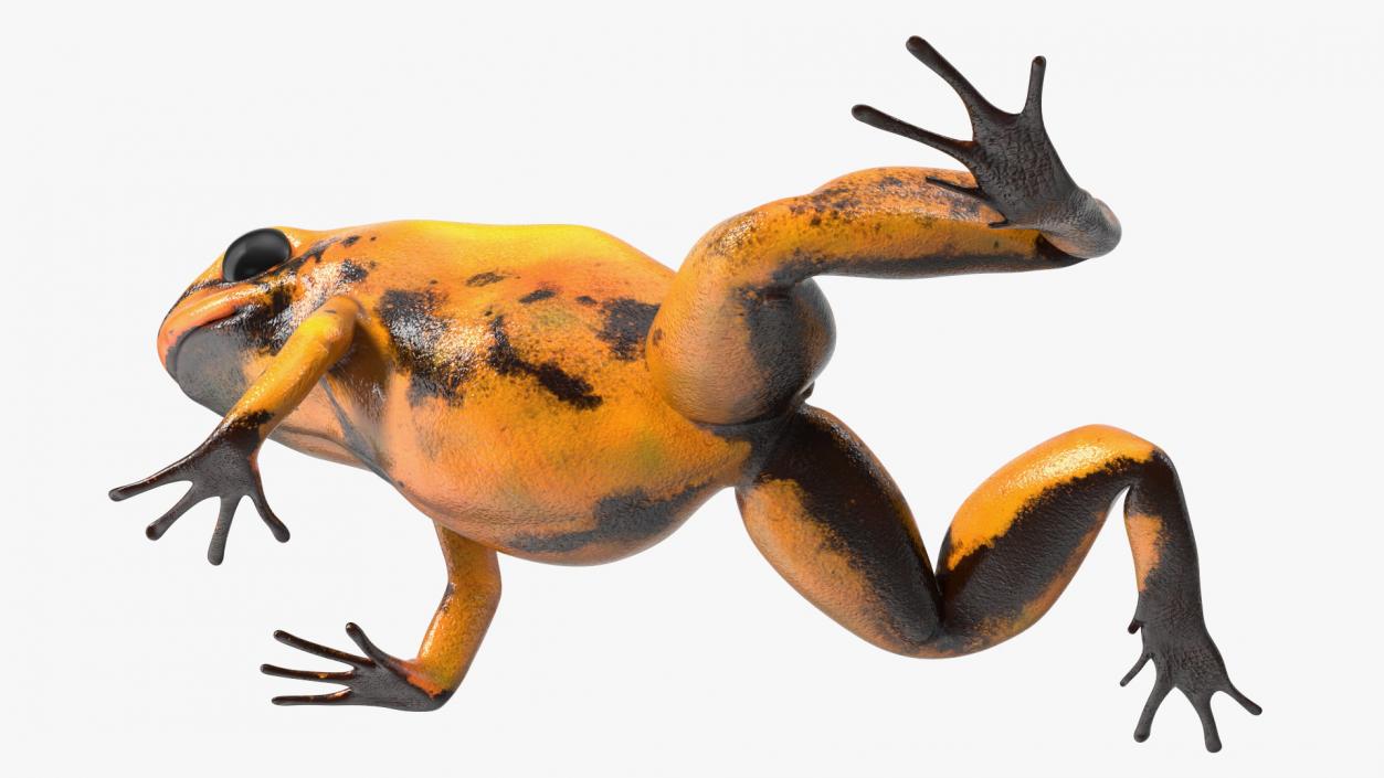 Crawling Poisonous Arrow Frog Orange Morph 3D