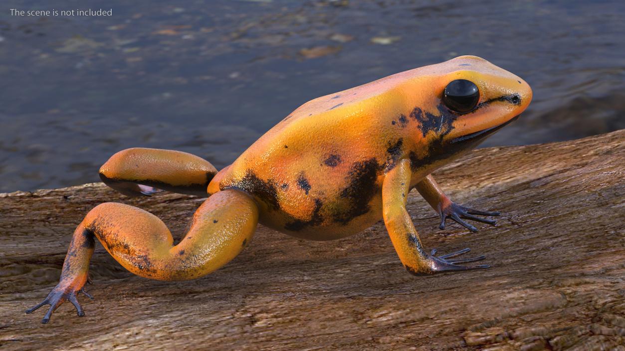 Crawling Poisonous Arrow Frog Orange Morph 3D