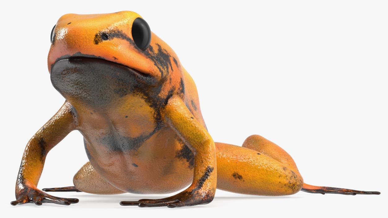 Crawling Poisonous Arrow Frog Orange Morph 3D