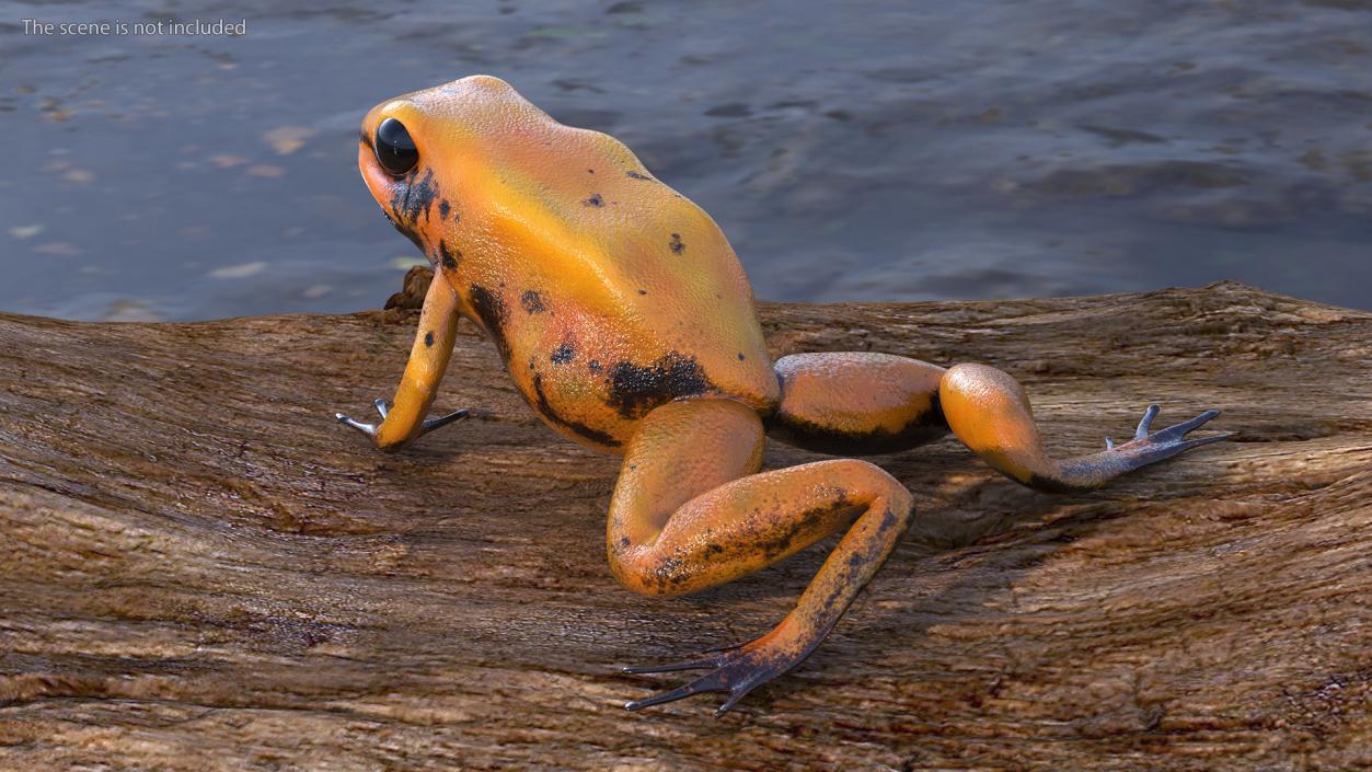 Crawling Poisonous Arrow Frog Orange Morph 3D