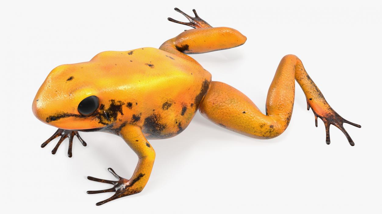 Crawling Poisonous Arrow Frog Orange Morph 3D