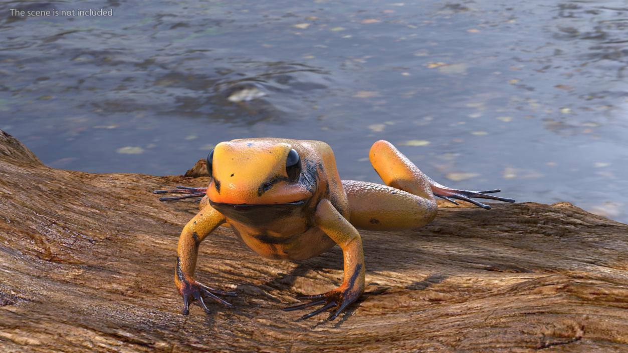 Crawling Poisonous Arrow Frog Orange Morph 3D