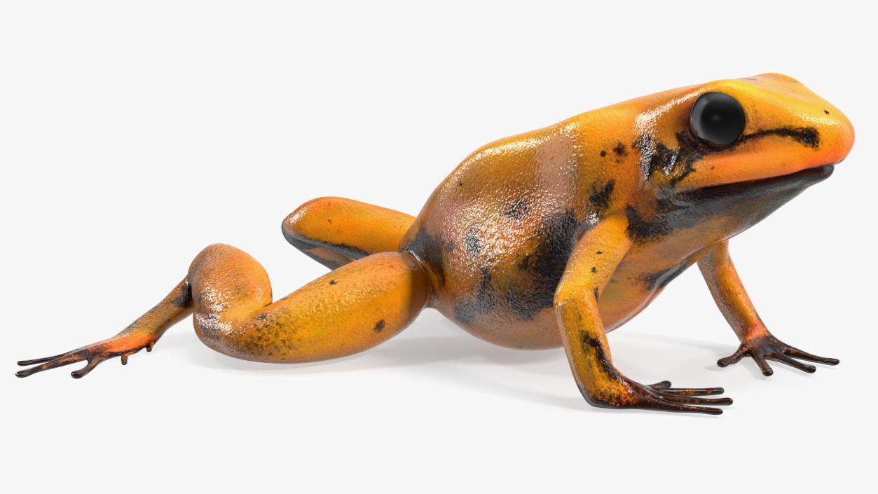 Crawling Poisonous Arrow Frog Orange Morph 3D