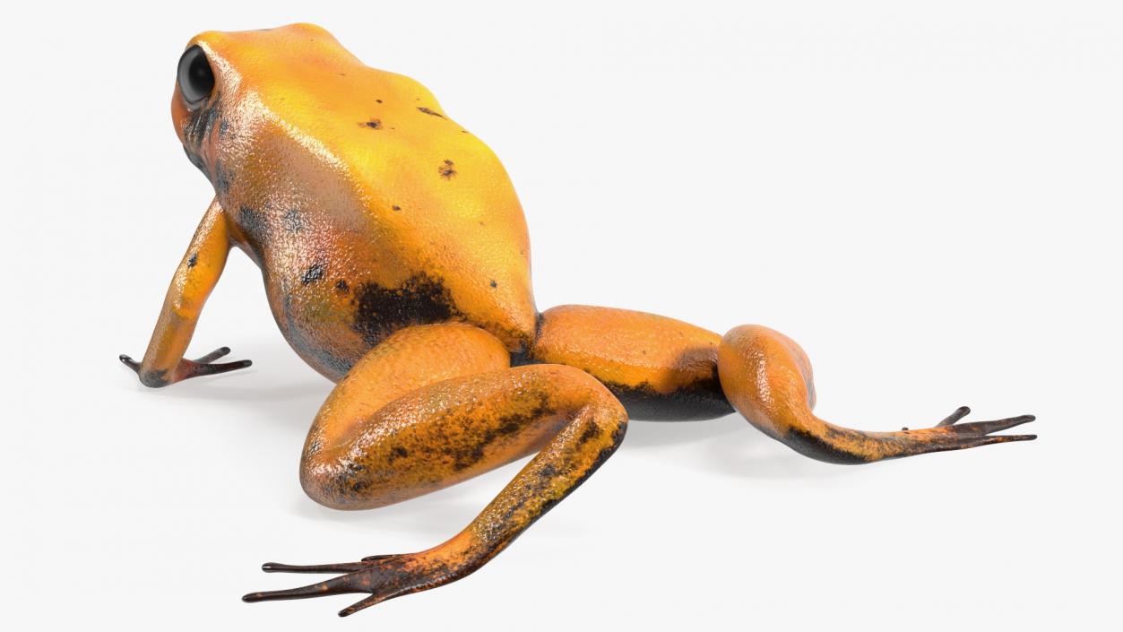 Crawling Poisonous Arrow Frog Orange Morph 3D