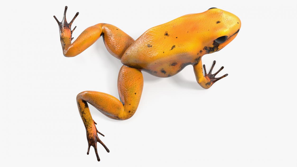 Crawling Poisonous Arrow Frog Orange Morph 3D