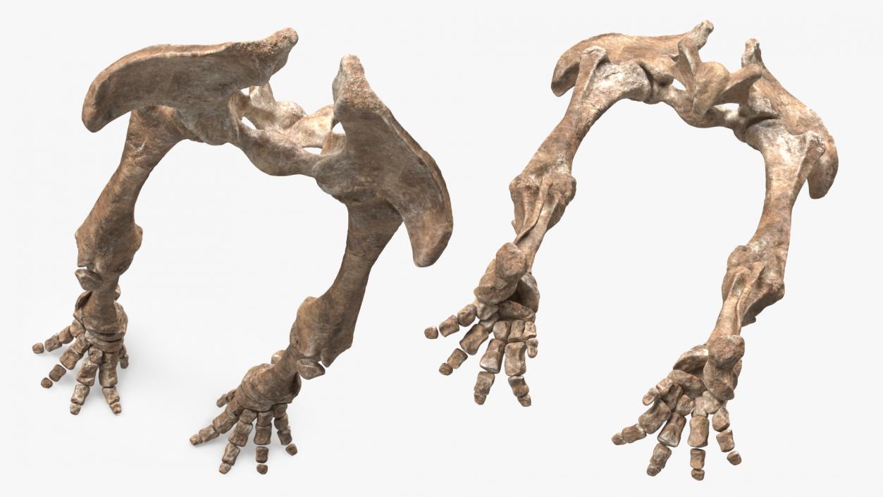 3D Mammoth Skeleton Foot Old Bones