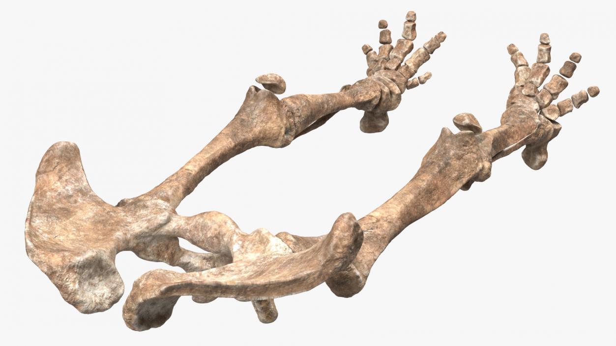 3D Mammoth Skeleton Foot Old Bones