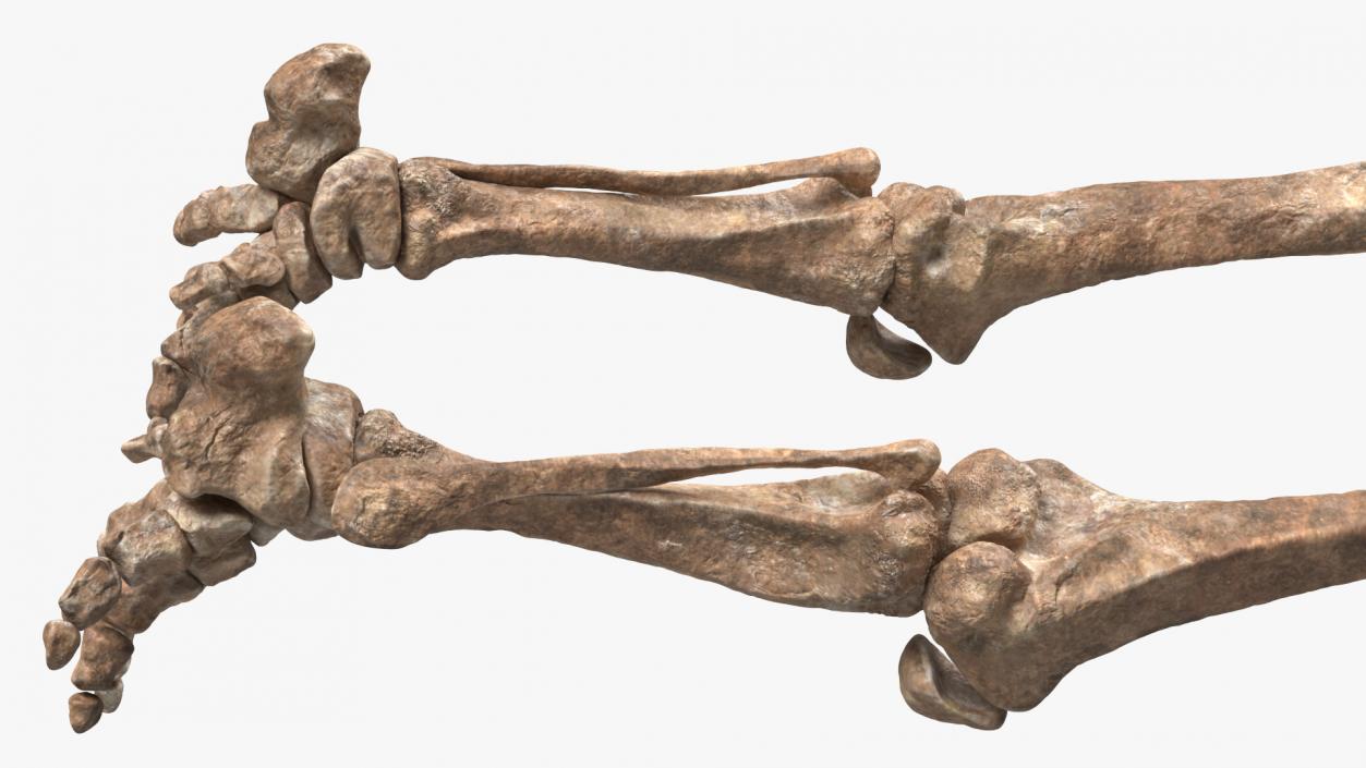 3D Mammoth Skeleton Foot Old Bones