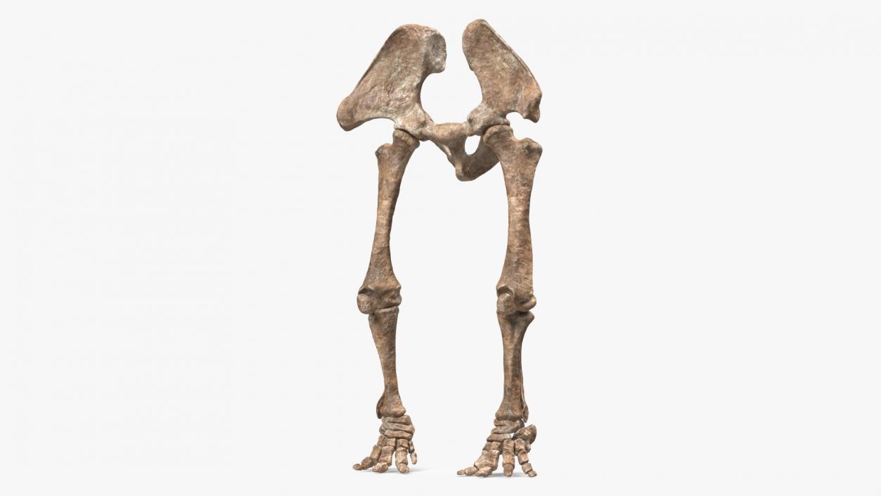 3D Mammoth Skeleton Foot Old Bones