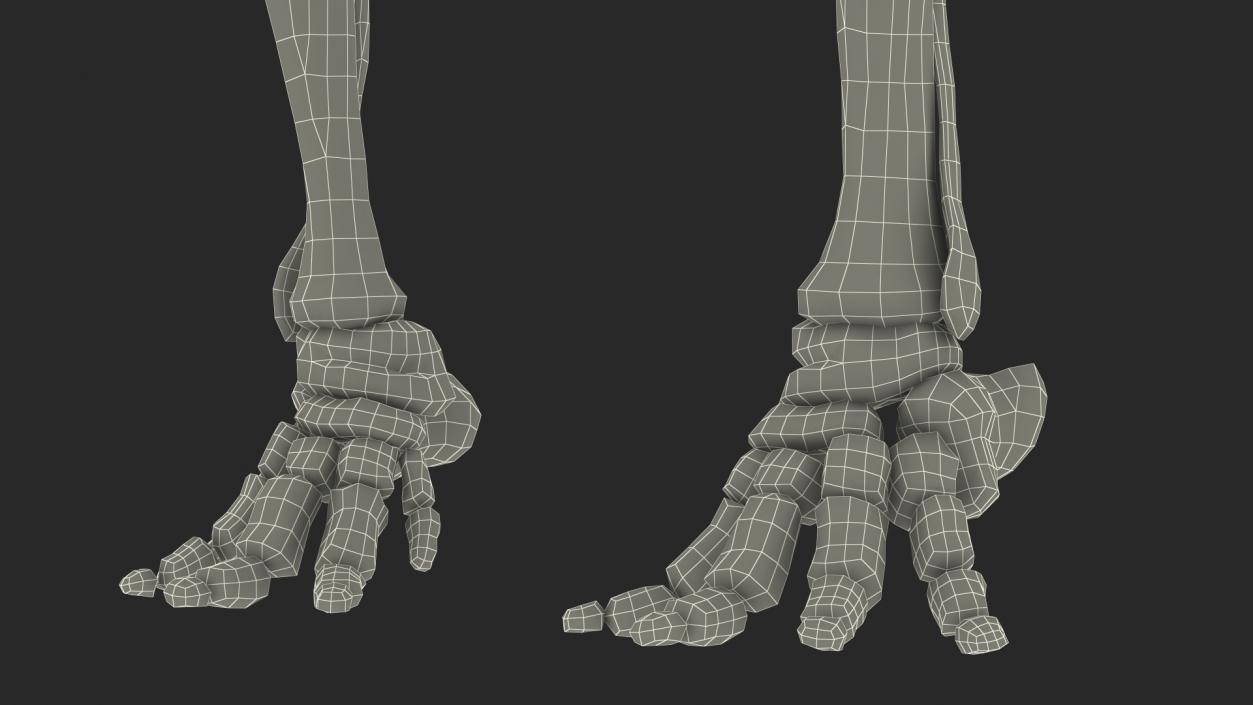 3D Mammoth Skeleton Foot Old Bones