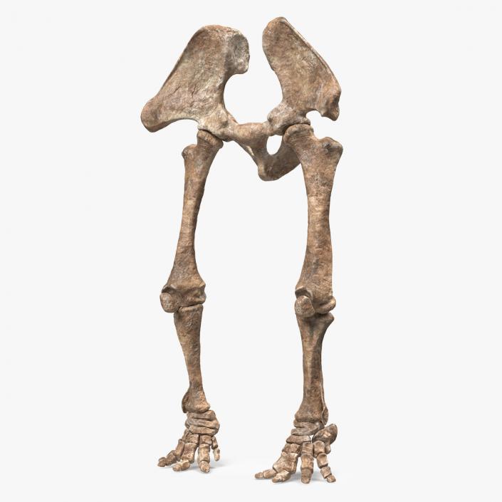 3D Mammoth Skeleton Foot Old Bones