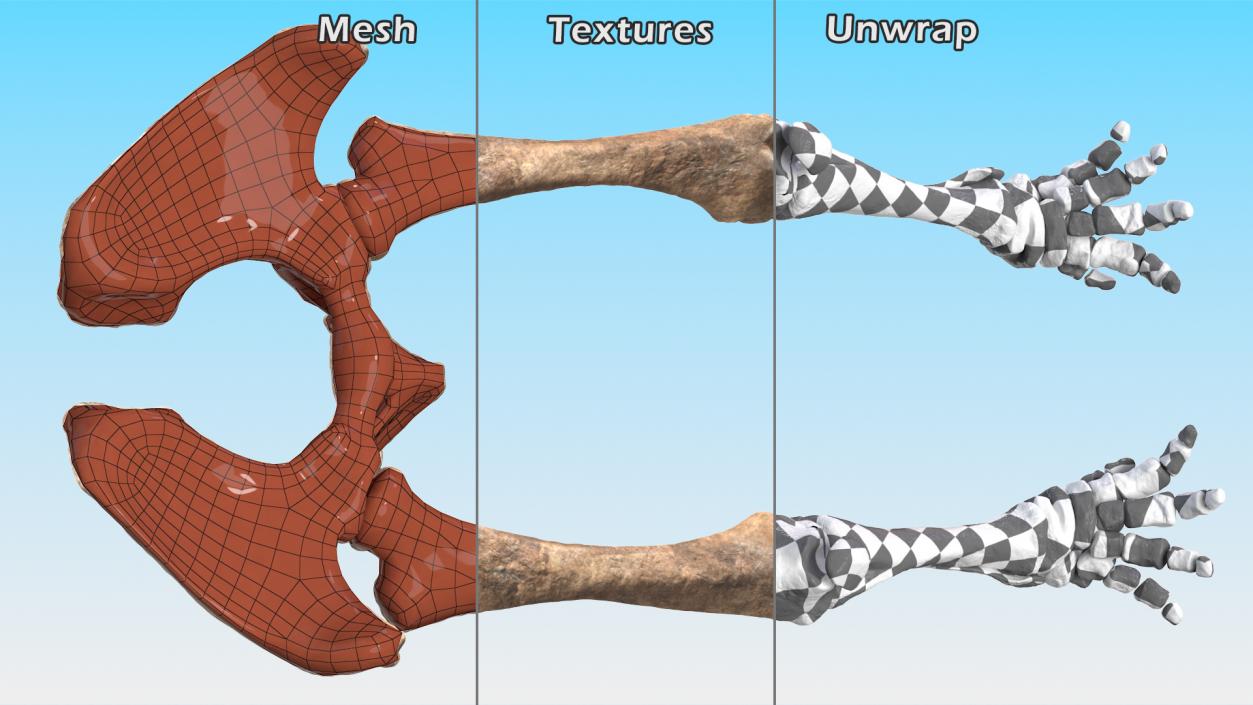 3D Mammoth Skeleton Foot Old Bones