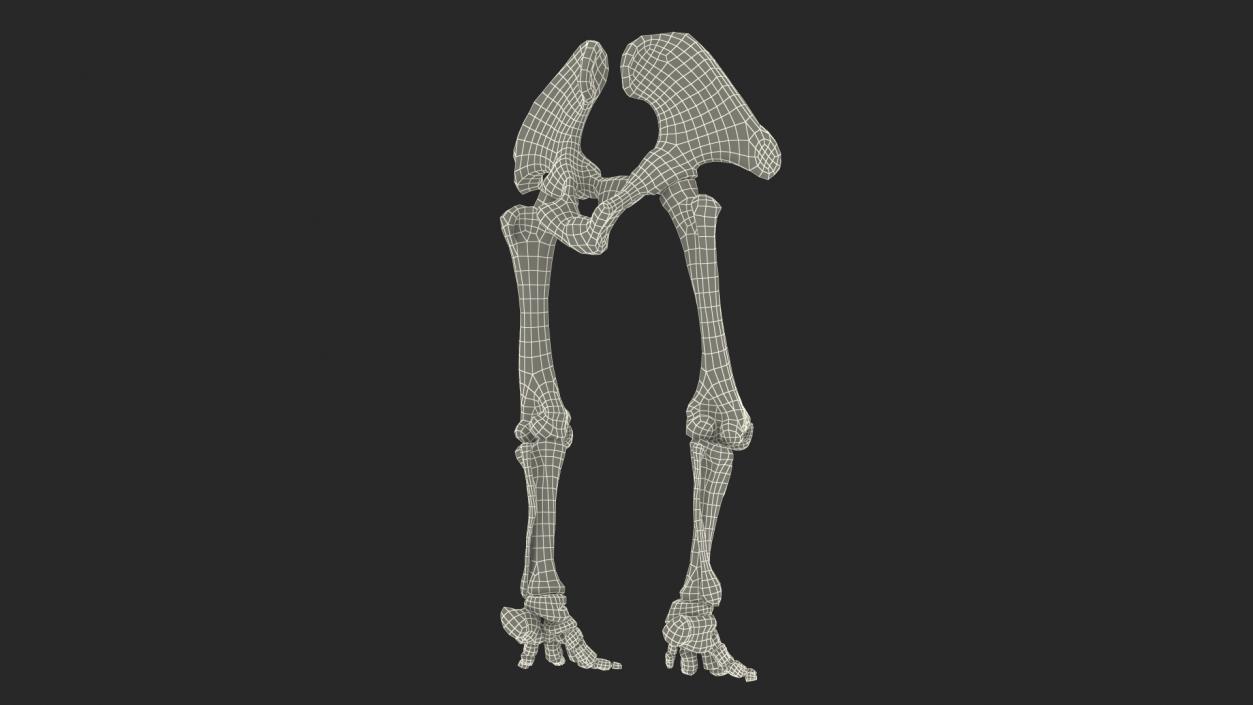 3D Mammoth Skeleton Foot Old Bones