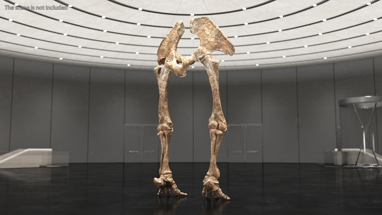 3D Mammoth Skeleton Foot Old Bones