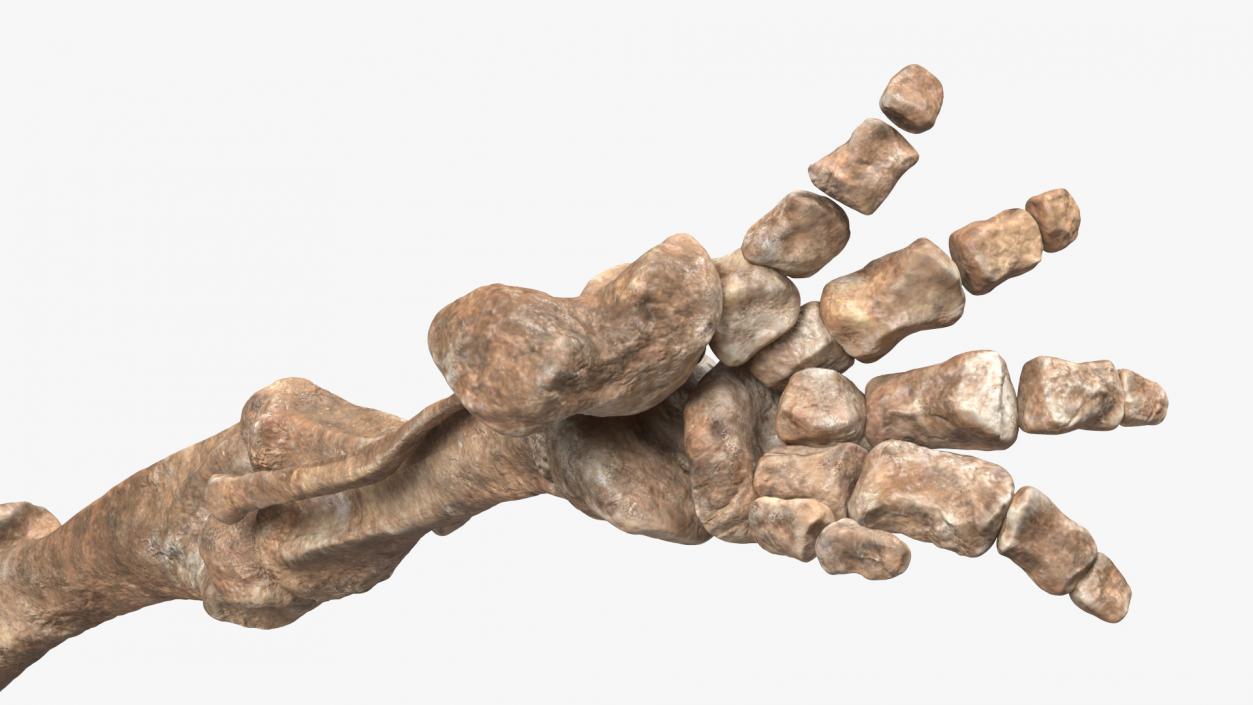 3D Mammoth Skeleton Foot Old Bones