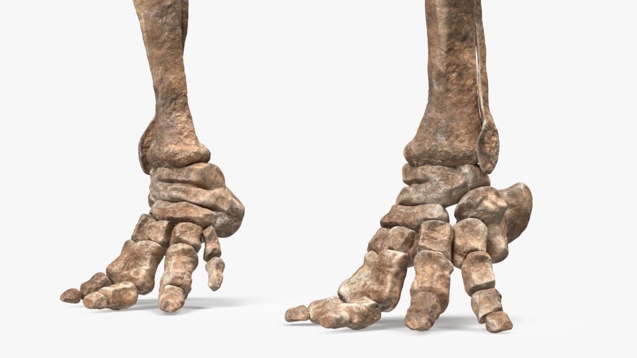 3D Mammoth Skeleton Foot Old Bones