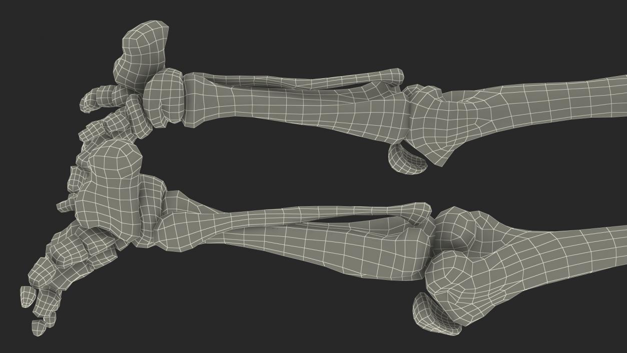 3D Mammoth Skeleton Foot Old Bones