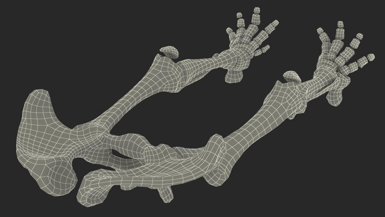 3D Mammoth Skeleton Foot Old Bones