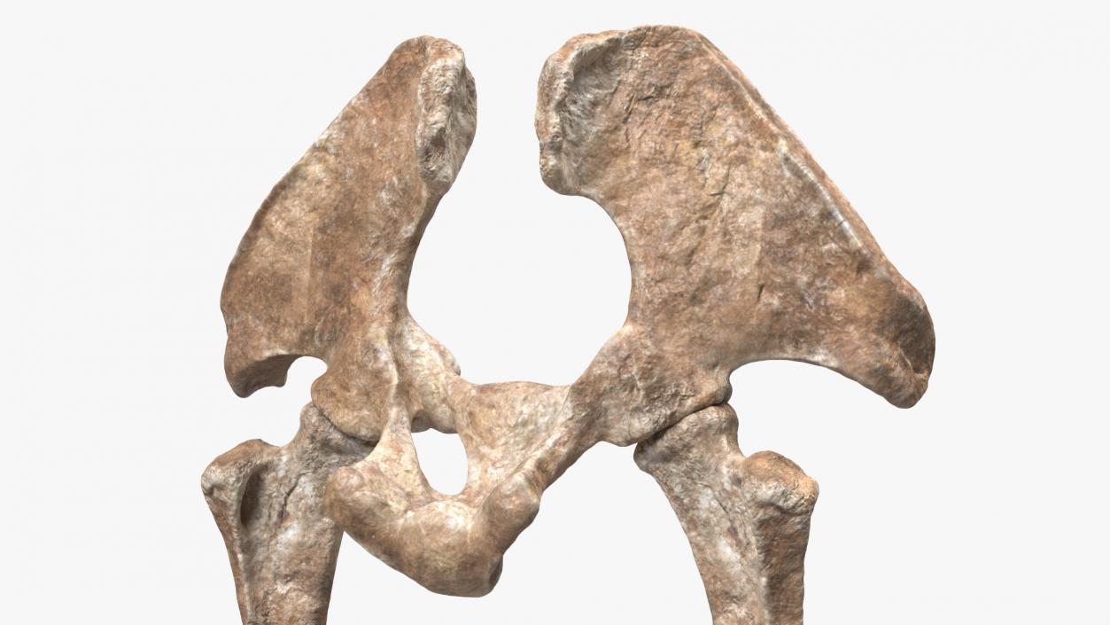 3D Mammoth Skeleton Foot Old Bones